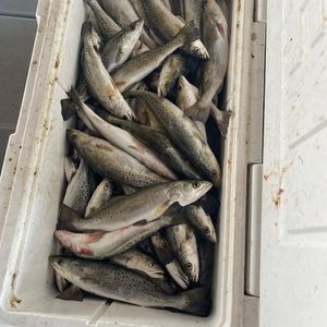 Cocodrie Redfish action with great crews