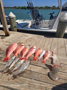 Nonstop State-Water Snapper Action
