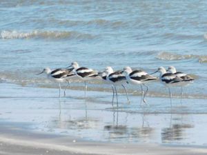Exploring Port Arthur: Culture Nature And Coastal Heritage