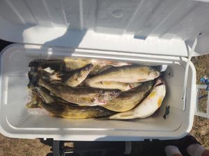 Steady Walleye and Trout Action on the Lake