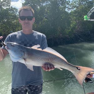 Redfish on the Rise