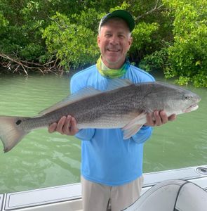 Redfish Frenzy in Marco Island, Florida
