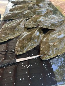 St Augustine Fishing Report 