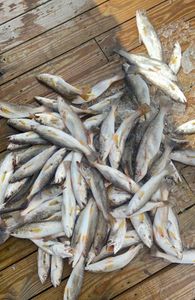 Trout and Tripletail Action Picking Up This Week