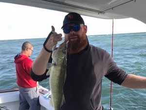 Lake Erie Charters, Hooked a Walleye!