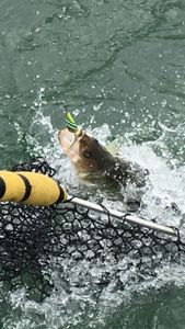 Erie Fishing, Walleye Central