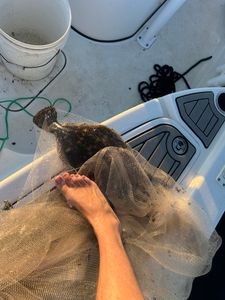 Flounder Bite Is Hot – Book Your Trip for Next Week!