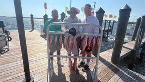 Hot Summer Bites & Heavy Action on the Gulf Wrecks