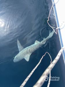 $50 Off Panama City Fishing Charters – Limited-Time Offer