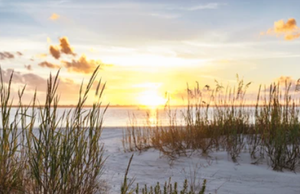 Things To Do In Florida 