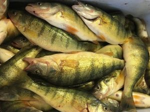 American Yellow Perch Caught in Lake Erie