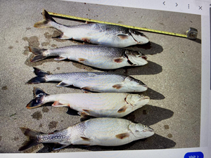 Memorial Fishing Trip: Yellow Bass & Lake Trout at Kaveri Basin