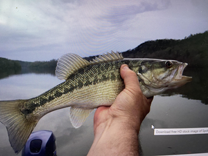 Flats Fishing West Palm: Bass Action & Memorial Services