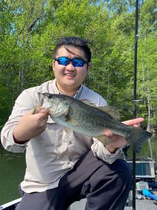 Spring Spawn Bass Moving Shallow