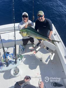 Mahi mahi