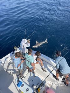 Nice trophy bull shark