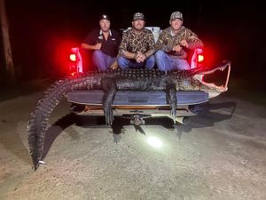 Gator season