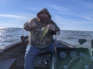 Strong Yellow Perch Hatch Boosts Lake Erie Outlook