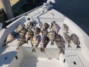 Sheepshead Fishing Florida