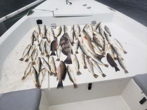 Redfish in Florida