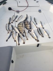 Black Drum and Sea Trout in Florida