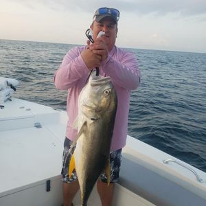 Bluefish in Florida