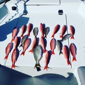 Red Snapper in Florida