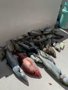 Variety of Catch Here in FL