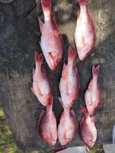 Red Snapper in Florida