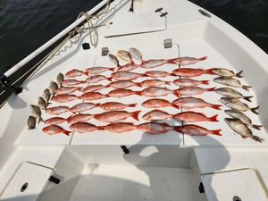 Snapper and More Fishing In FL