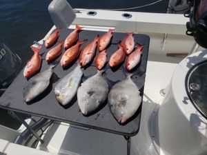 Grey Triggerfish and Red Snapper in Florida