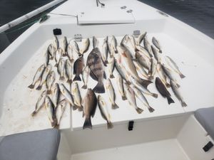 Black Drum and Redfish in Florida