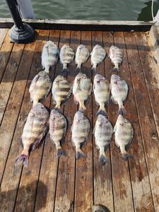 Loving the sheepshead catches today