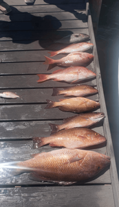Top Red Snapper Fishing