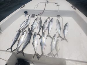 Fishing For Spanish Mackerel in Pensacola, FL