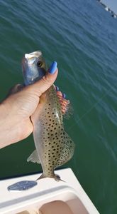 Experience Inshore Fishing Magic in Englewood, FL