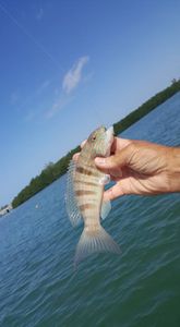 Fishing in Englewood FL: A Day of Fun in the Sun