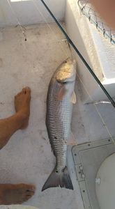 Inshore Fishing Serenity in Englewood, Florida