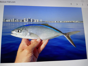 West Palm Beach Inshore: 47" Barracuda Tops Mixed Bag
