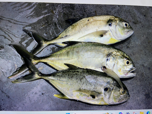 Sunset Flats Fishing: West Palm Beach Memorial Trips & Mixed Bag