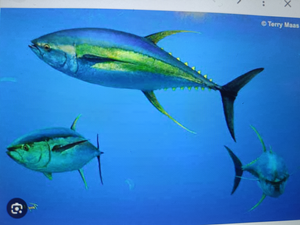 West Palm Beach: Family-Friendly Fishing Adventure in Backcountry