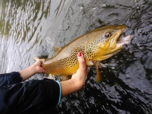 Brown Trout in Michigan 