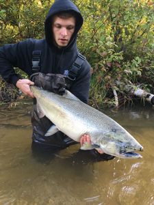 Fly Fishing Guide For Salmon, Michigan