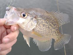 Ozarks Crappie Fishing