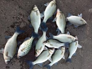 Crappie Fishing In Missouri