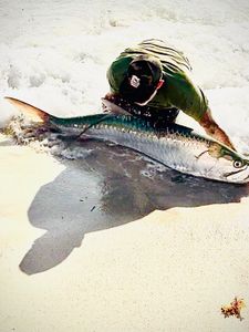 Mullet run madness in Miami