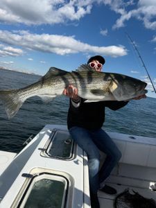 Cow bass pushing through the dogfish