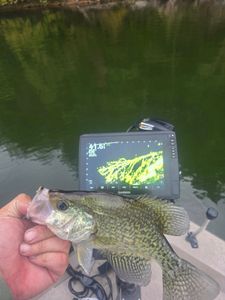 State Line Bait Co Delivers Fish in Every Lake