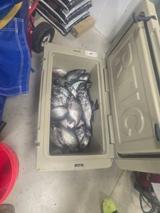 Crappie Bite Is On—Get In On the Action