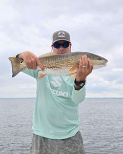 Over Slot Redfish Neuse River in NC